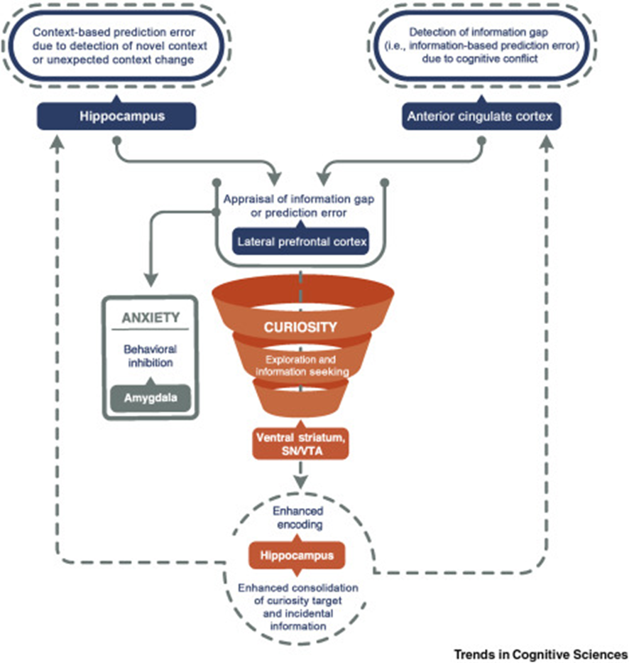 מודל PACE סקרנות